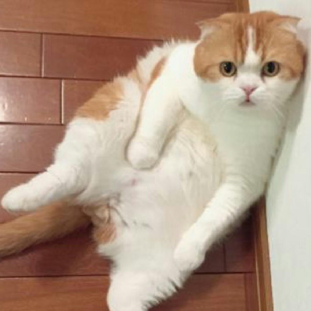 ヴァヴァ