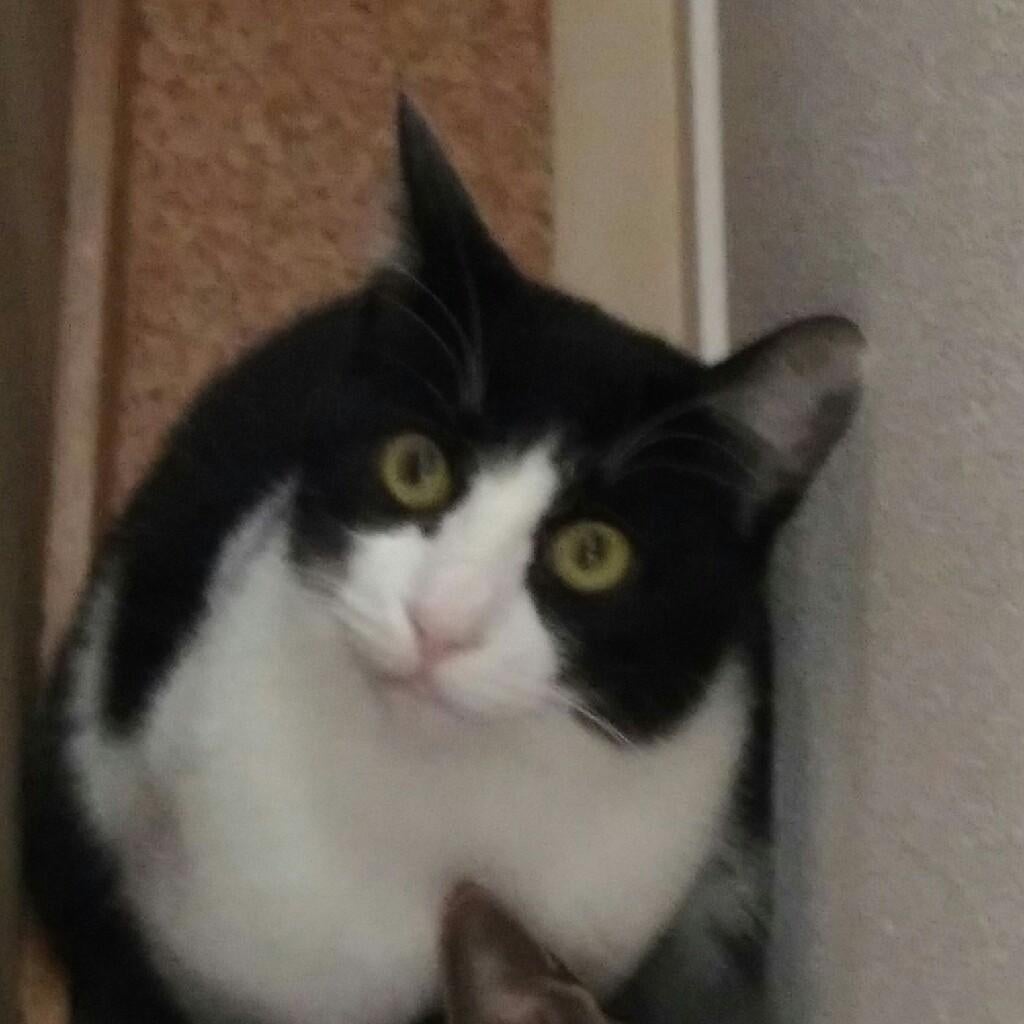 ぶけにゃん