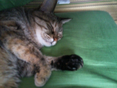 翁名不比等(おうなふひと)