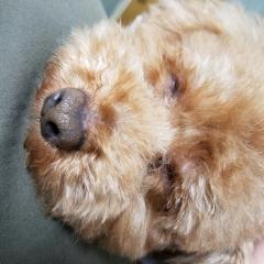 やすあき