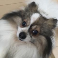 かつや