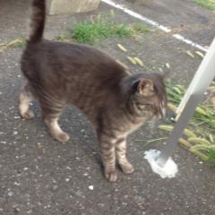 モンストで絆会しませんか？