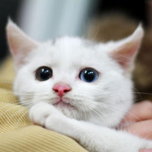 ヤンチ