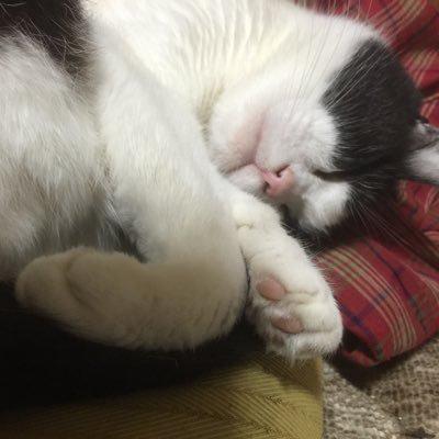 しのぶのトーク