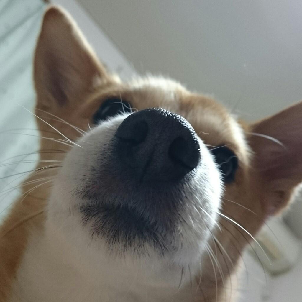 ぱぴぷーポ