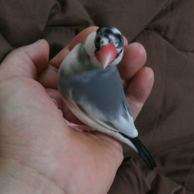 strongたかちゃん