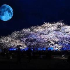 skyblue