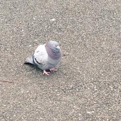 はんぞうのトーク