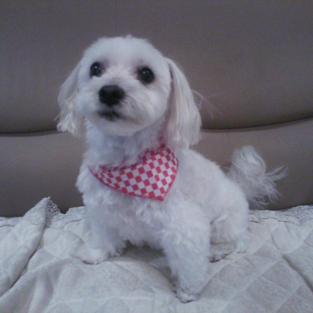 かなりすきー@智代梨命名🐰