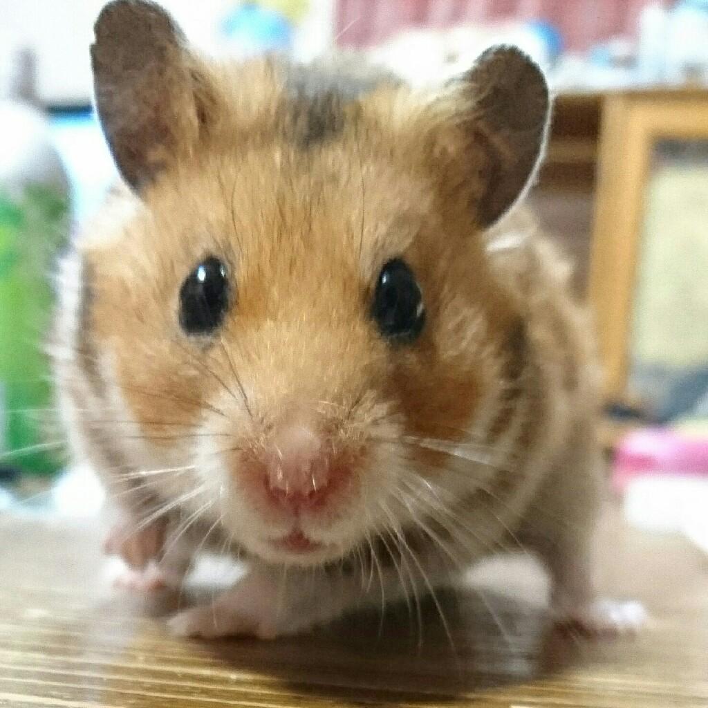 ∠ゆめ🐹