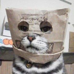 砂漠のシロクマ