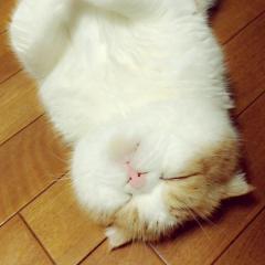 いた爺⊿