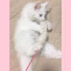ゆりはまる。