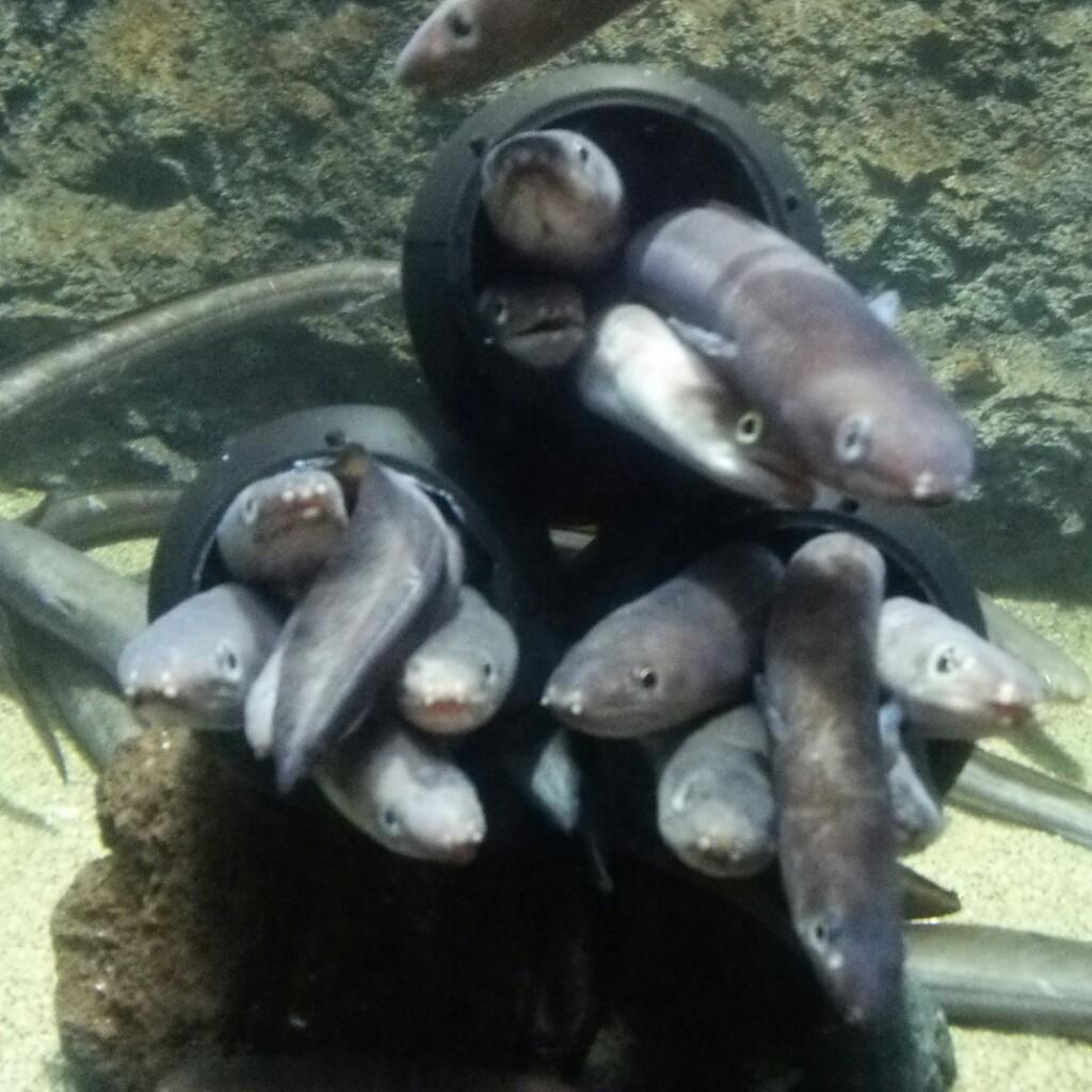 うどん用シアター