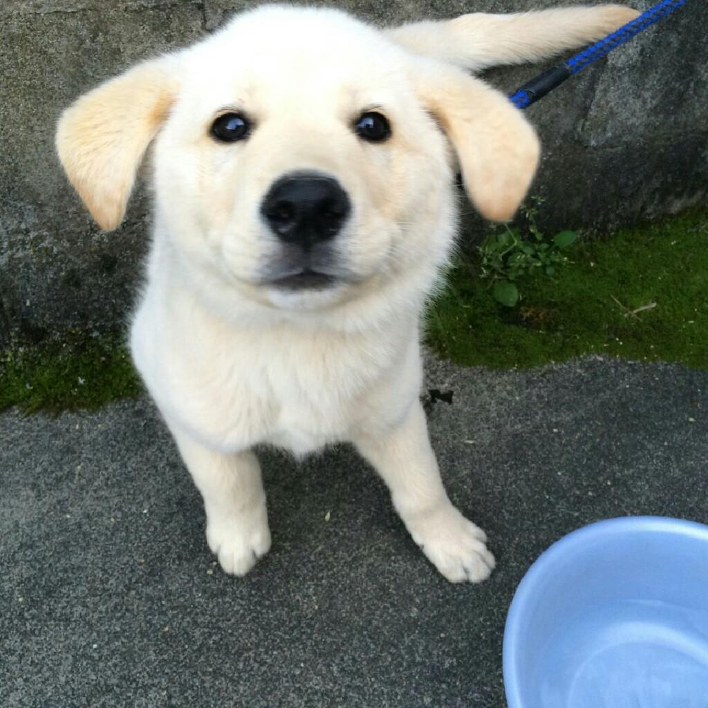 TARO。⊿