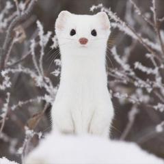 え り か