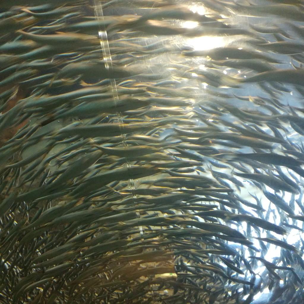 たまてぃーのトーク