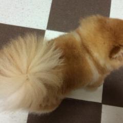 ながいまるのトーク