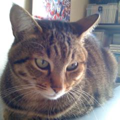 ちゃちゃ＠北海道の杖のおじさん