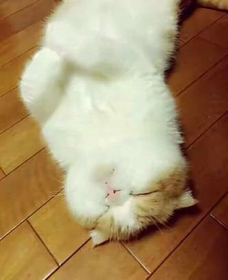 まえば