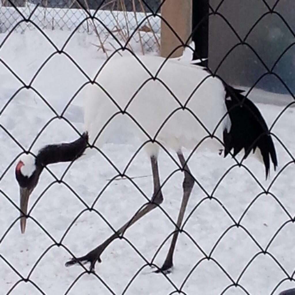まさき
