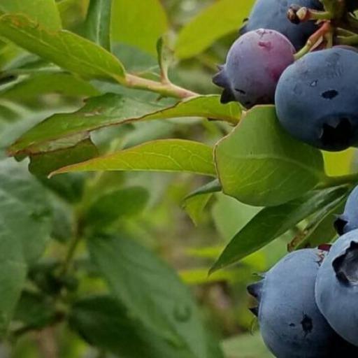 恵那市観光ブルーベリー狩り佐藤農園のトーク