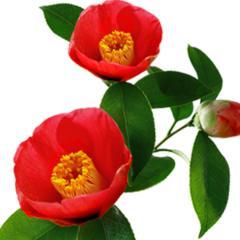 みるくと椿の部屋