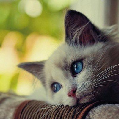 蒼真