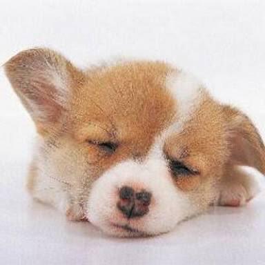 まふぃん⊿