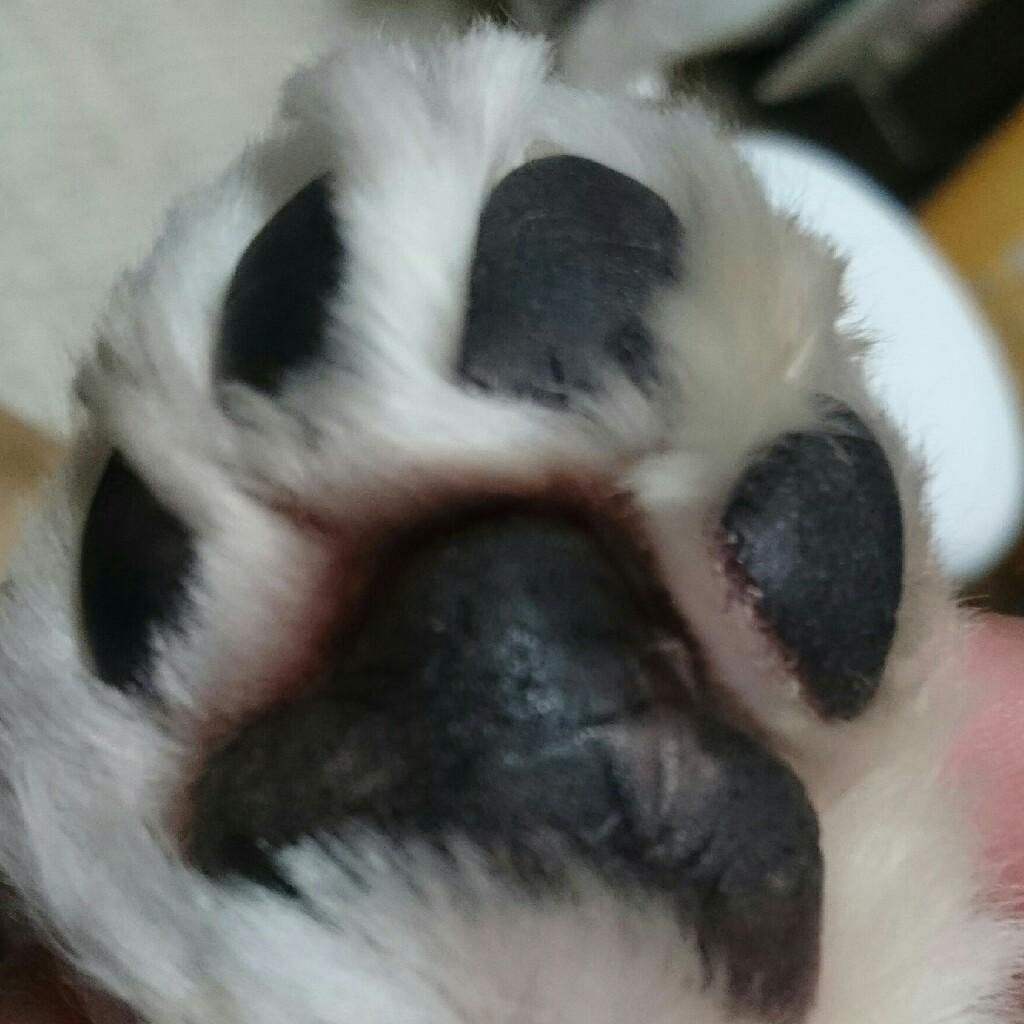 だいちゃん
