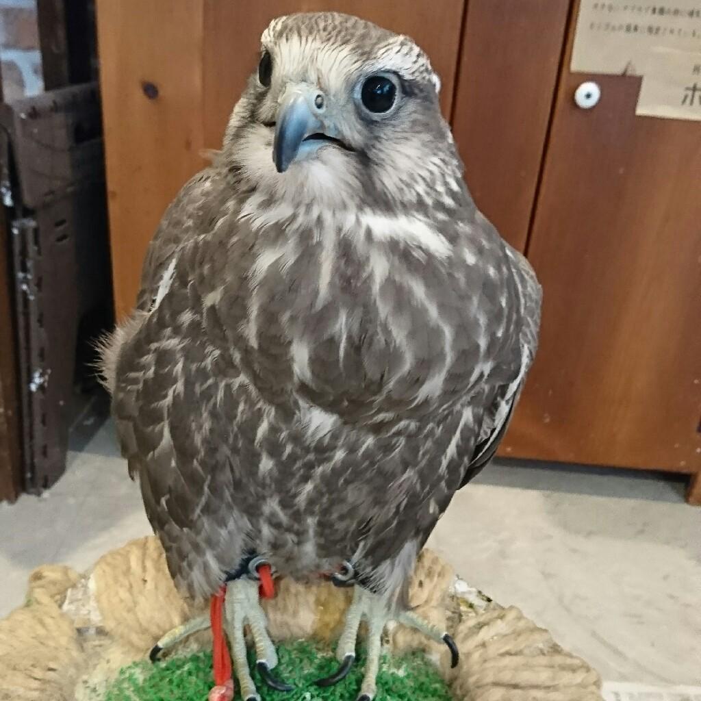 さいころ