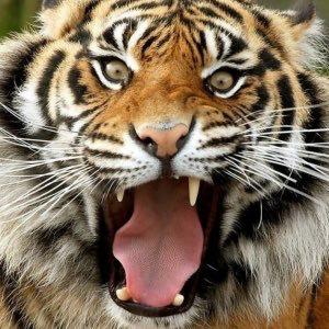 アップルのトーク