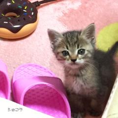 ネットビジネスならDubli