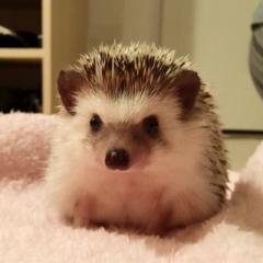 のぎ茶