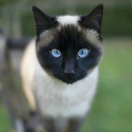 七つの大罪のトーク