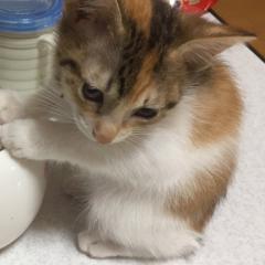 キャナティ