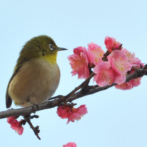 KAZUSA