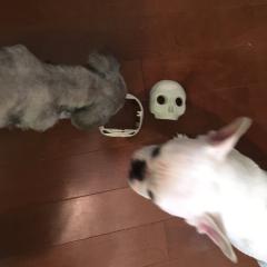 動画リトーク専用