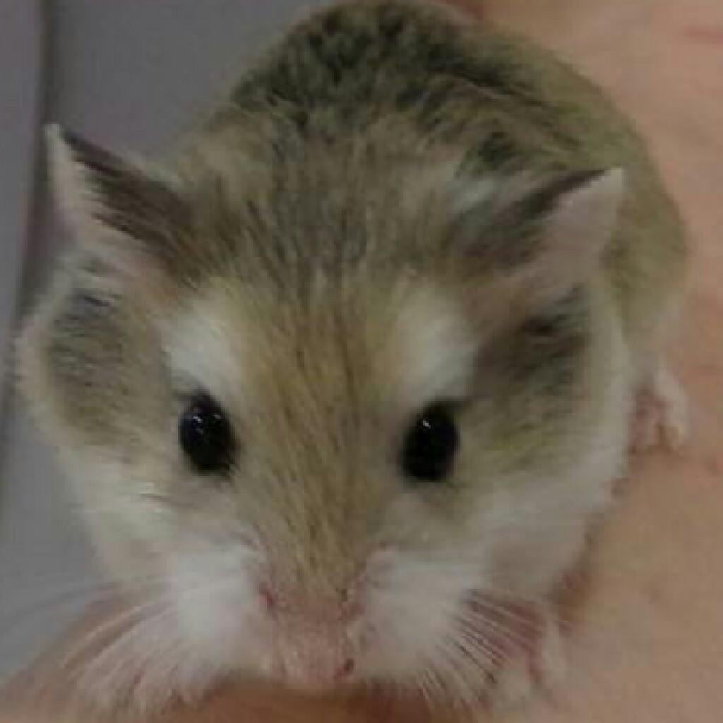 動物、アニメの画像だけ