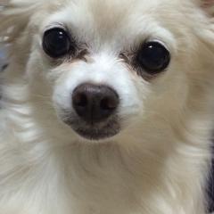 チワワさくらのトーク