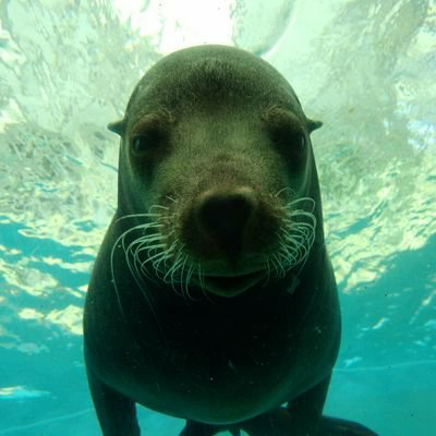 ぺちりん⊿のトーク