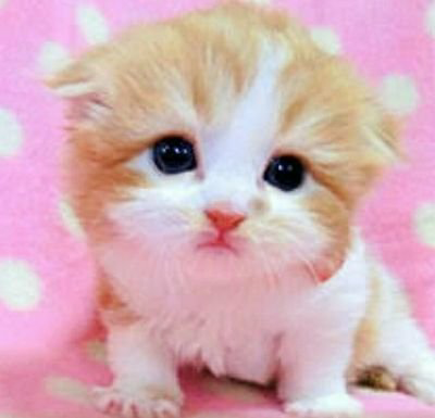 ニャだぉ君👼紗姫fam👼