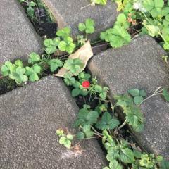まさはる