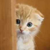 たかたんのトーク