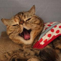 エミリー♪ @ 香港 芽瑠神推し