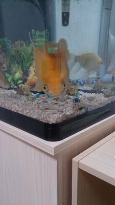 ちゃちょぶのトーク