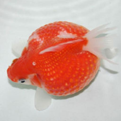 ピンポンパールST