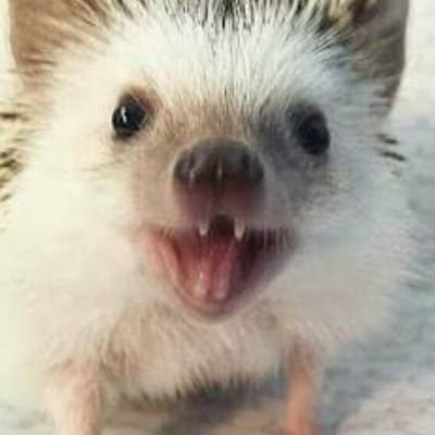 たいせのトーク