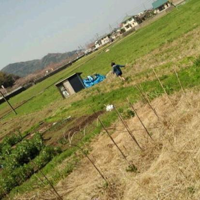 とーれす