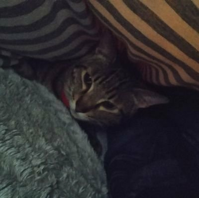 いそずーみんのトーク